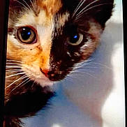 Cashew is registered to the contest to win money with this photo: animal, calico, cat, close_up, colorful, curious, cute, domestic, eyes, face, feline, fur, indoor, looking, mammal, pet, portrait, shadow, soft_light, whiskers