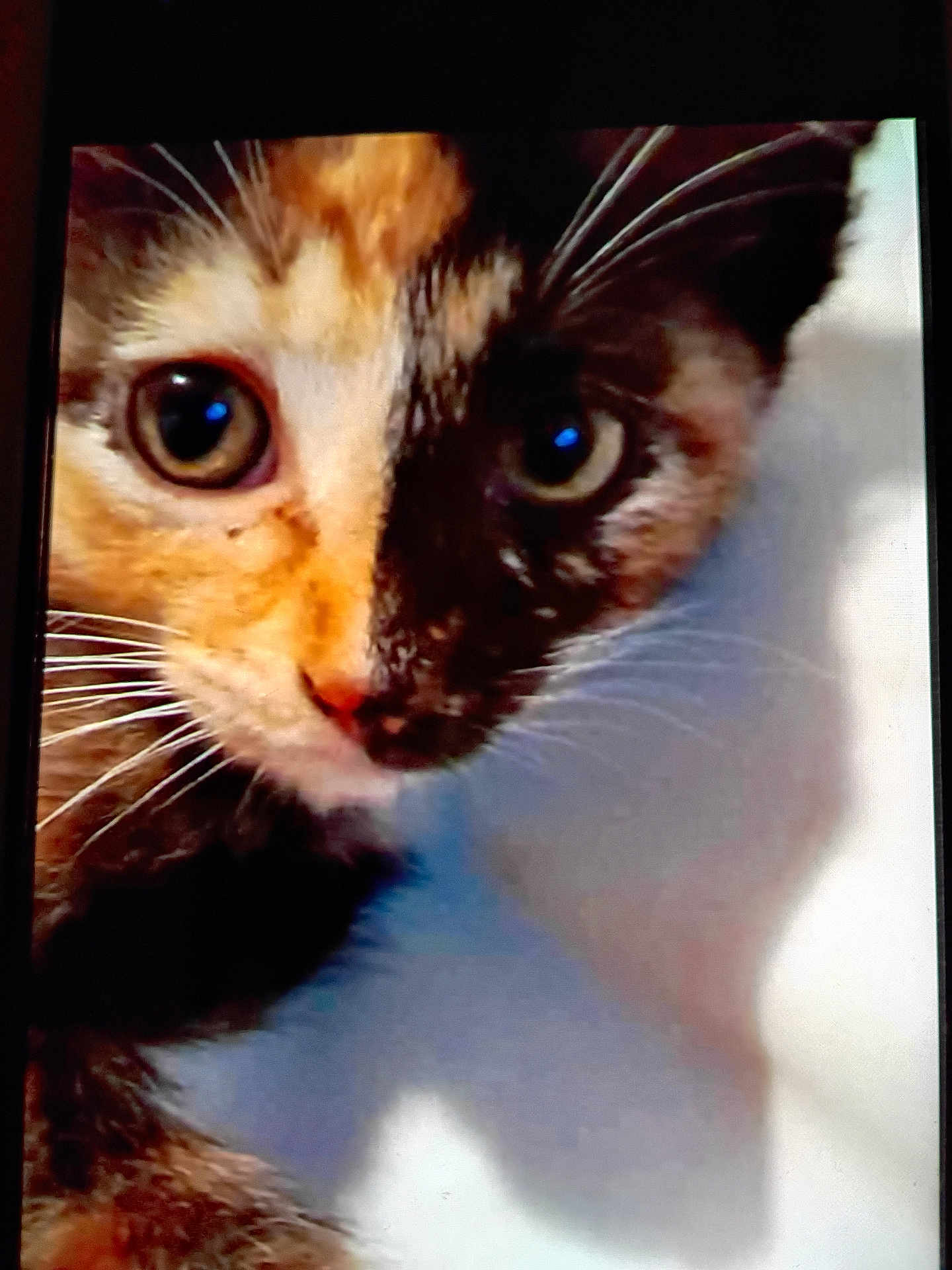Cashew is registered to the contest to win money with this photo: animal, calico, cat, close_up, colorful, curious, cute, domestic, eyes, face, feline, fur, indoor, looking, mammal, pet, portrait, shadow, soft_light, whiskers