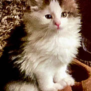 Meeka is registered to the contest to win money with this photo: kitten, cat, fluffy, fur, pet, animal, cute, small, tabby, white, sitting, indoors, cozy, soft, closeup, face, ears, whiskers, paw, young