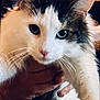 Meeka is registered to the contest to win money with this photo: cat, close_up, fluffy, white, gray, pet, indoor, hand, person, holding, animal, whiskers, ears, face, fur, domestic, looking, portrait, cute, feline