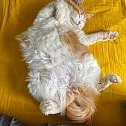 Nala a rejoint le concours — aidez-le/la à gagner de superbes lots ! animal, bedspread, cat, cozy, cute, domestic_cat, fluffy, fur, indoor, orange, paws, pet, relaxed, resting, sleeping, soft, tail, whiskers, white, yellow