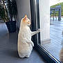 cat, white_cat, indoor, glass_door, potted_plant, tiled_floor, patio, chair, window, curious, standing, pet, animal, domestic_cat, looking_outside, home_interior, sunlight, feline, quiet, still