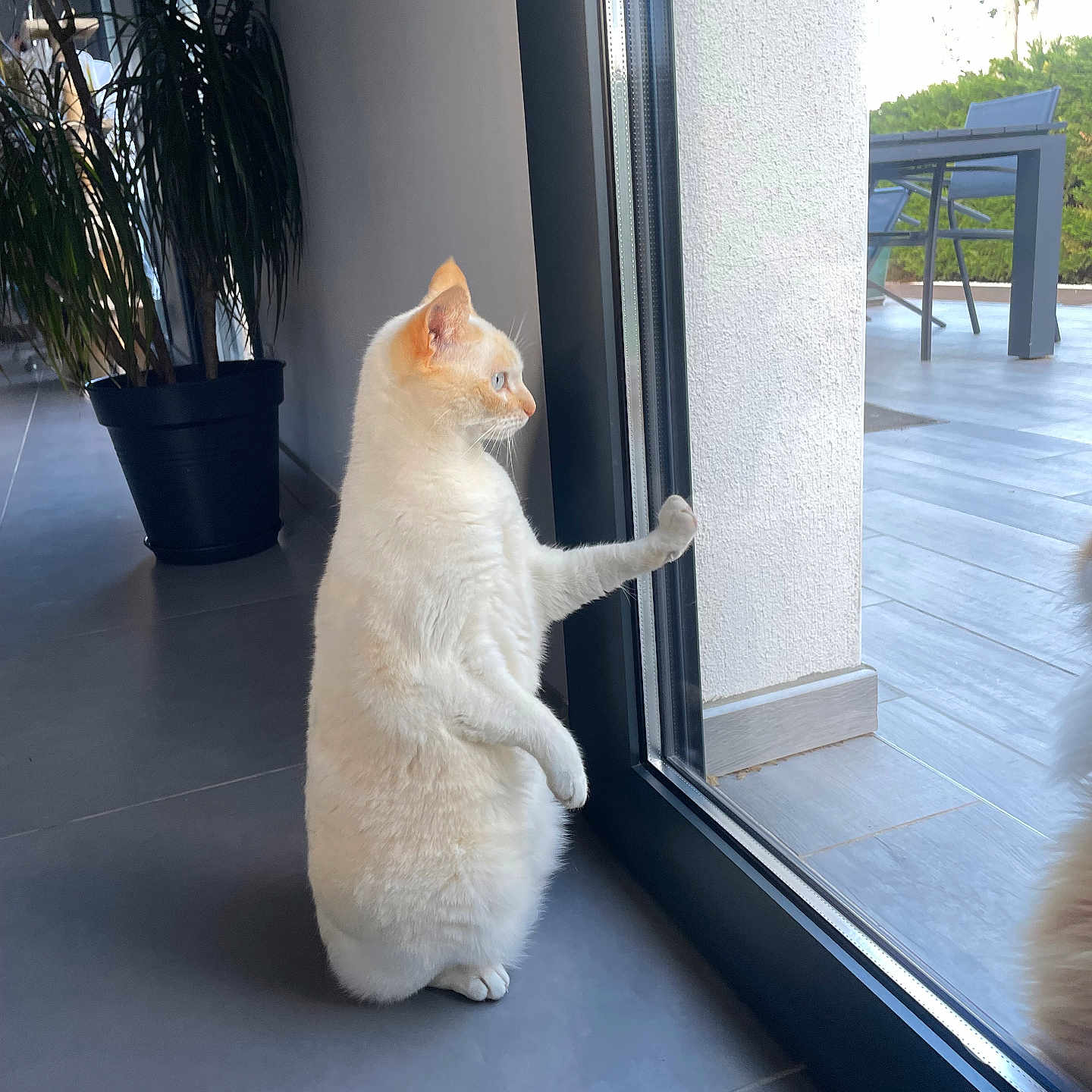 Simba a rejoint le concours — aidez-le/la à gagner de superbes lots ! animal, cat, chair, curious, domestic_cat, feline, glass_door, home_interior, indoor, looking_outside, patio, pet, potted_plant, quiet, standing, still, sunlight, tiled_floor, white_cat, window