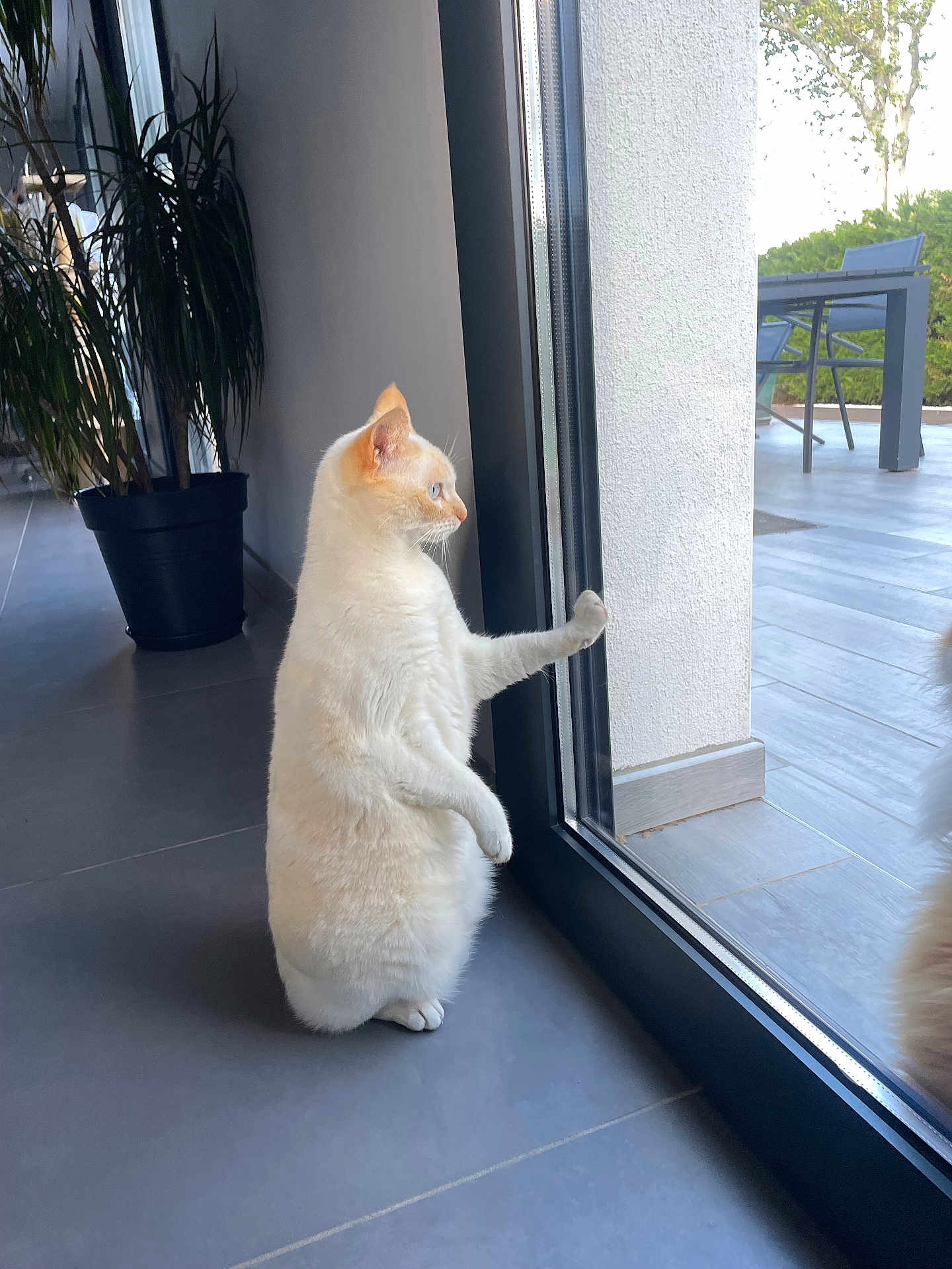 Simba