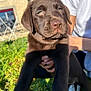 puppy, dog, chocolate_labrador, flower, outdoor, grass, sunlight, person, hand, bracelet, building, window, greenery, cute, pet, animal, young_dog, nature, closeup, adorable
