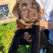 Vanille participe au concours pour gagner de l'argent avec cette photo : puppy, dog, chocolate_labrador, flower, outdoor, grass, sunlight, person, hand, bracelet, building, window, greenery, cute, pet, animal, young_dog, nature, closeup, adorable
