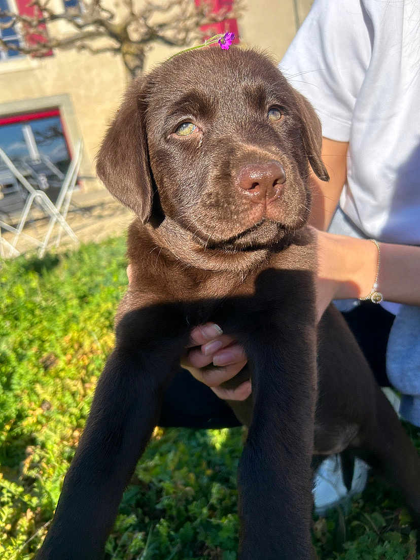 Vanille participe au concours pour gagner de l'argent avec cette photo : puppy, dog, chocolate_labrador, flower, outdoor, grass, sunlight, person, hand, bracelet, building, window, greenery, cute, pet, animal, young_dog, nature, closeup, adorable