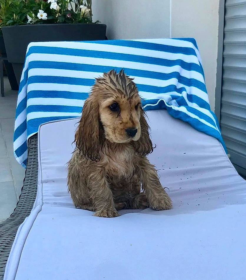 Poly participe au concours pour gagner de l'argent avec cette photo : art, blue, canidae, carnivore, comfort, companion_dog, dog_breed, felidae, fur, grass, grey, linens, lion, liver, plant, sculpture, snout, sporting_group, terrestrial_animal, wood