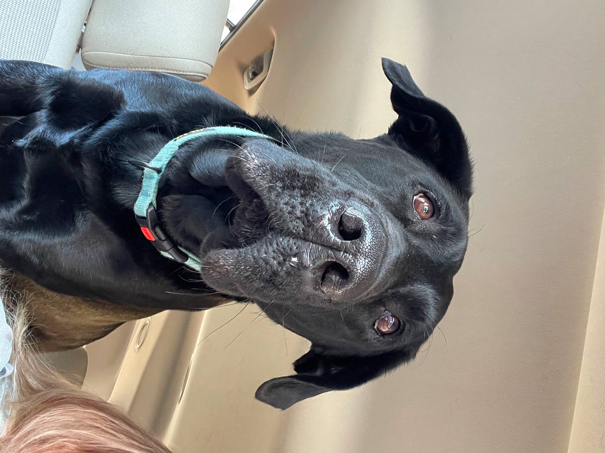 Jaxson joined the competition — help win amazing prizes! carnivore, collar, companion_dog, dog, dog_breed, dog_collar, ear, fashion_accessory, fawn, fur, gesture, great_dane, jaw, pet_supply, sculpture, snout, sporting_group, statue, whiskers, working_animal