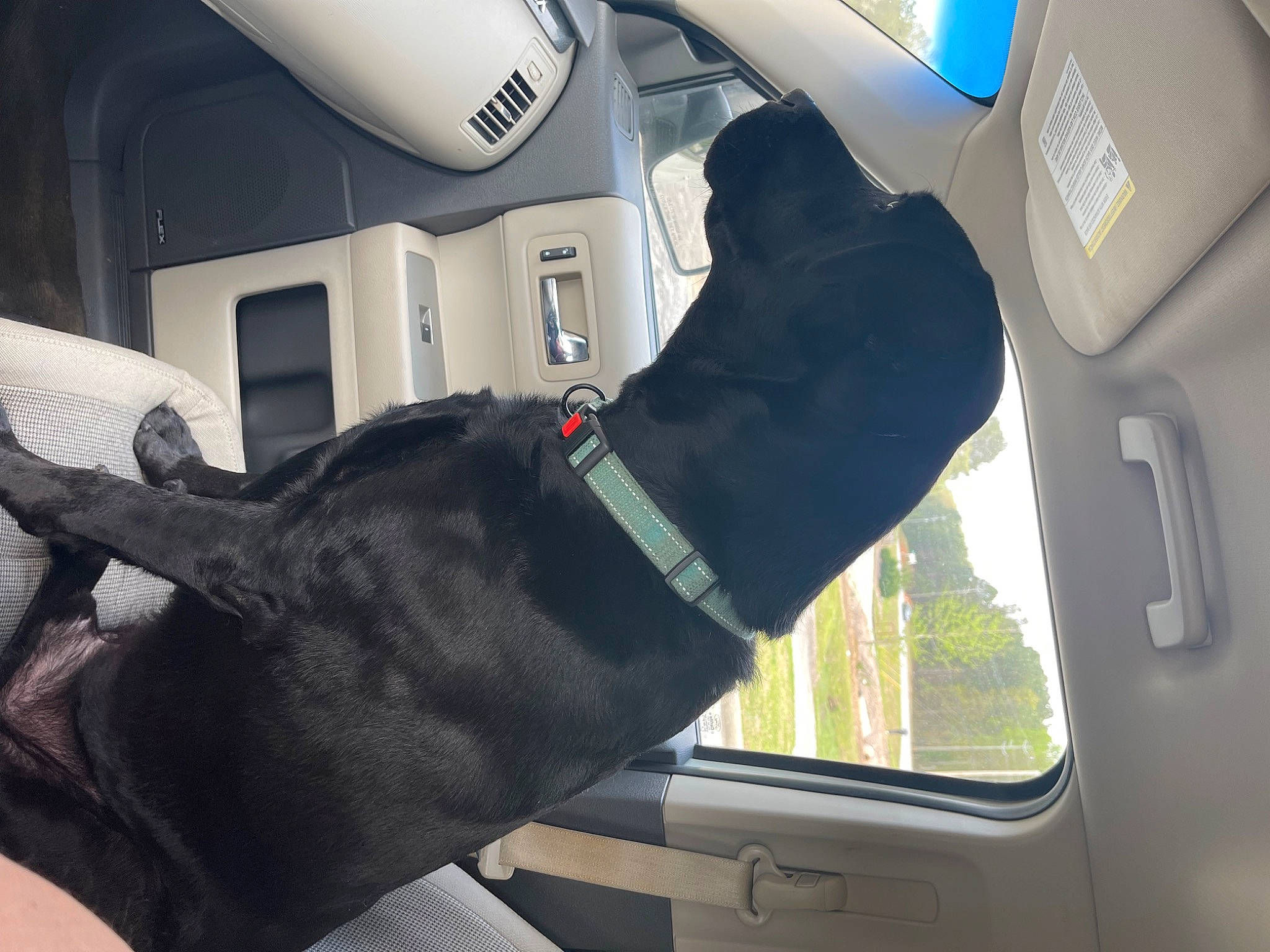 Jaxson joined the competition — help win amazing prizes! auto_part, automotive_design, automotive_exterior, automotive_mirror, automotive_window_part, car_seat, carnivore, companion_dog, dog, dog_breed, fixture, gesture, head_restraint, hood, mode_of_transport, motor_vehicle, vehicle, vehicle_door, window, windshield