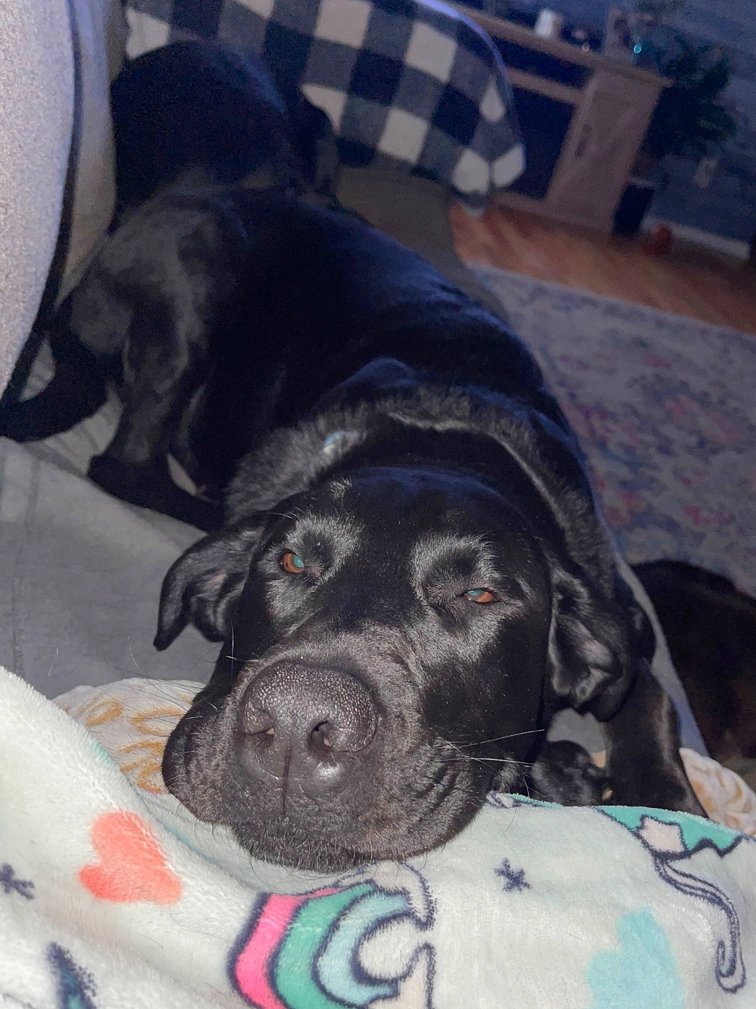 Jaxson joined the competition — help win amazing prizes! black, borador, carnivore, comfort, companion_dog, dog, dog_breed, dog_supply, fawn, fur, grey, guard_dog, liver, nap, puppy, snout, sporting_group, terrestrial_animal, whiskers, working_animal