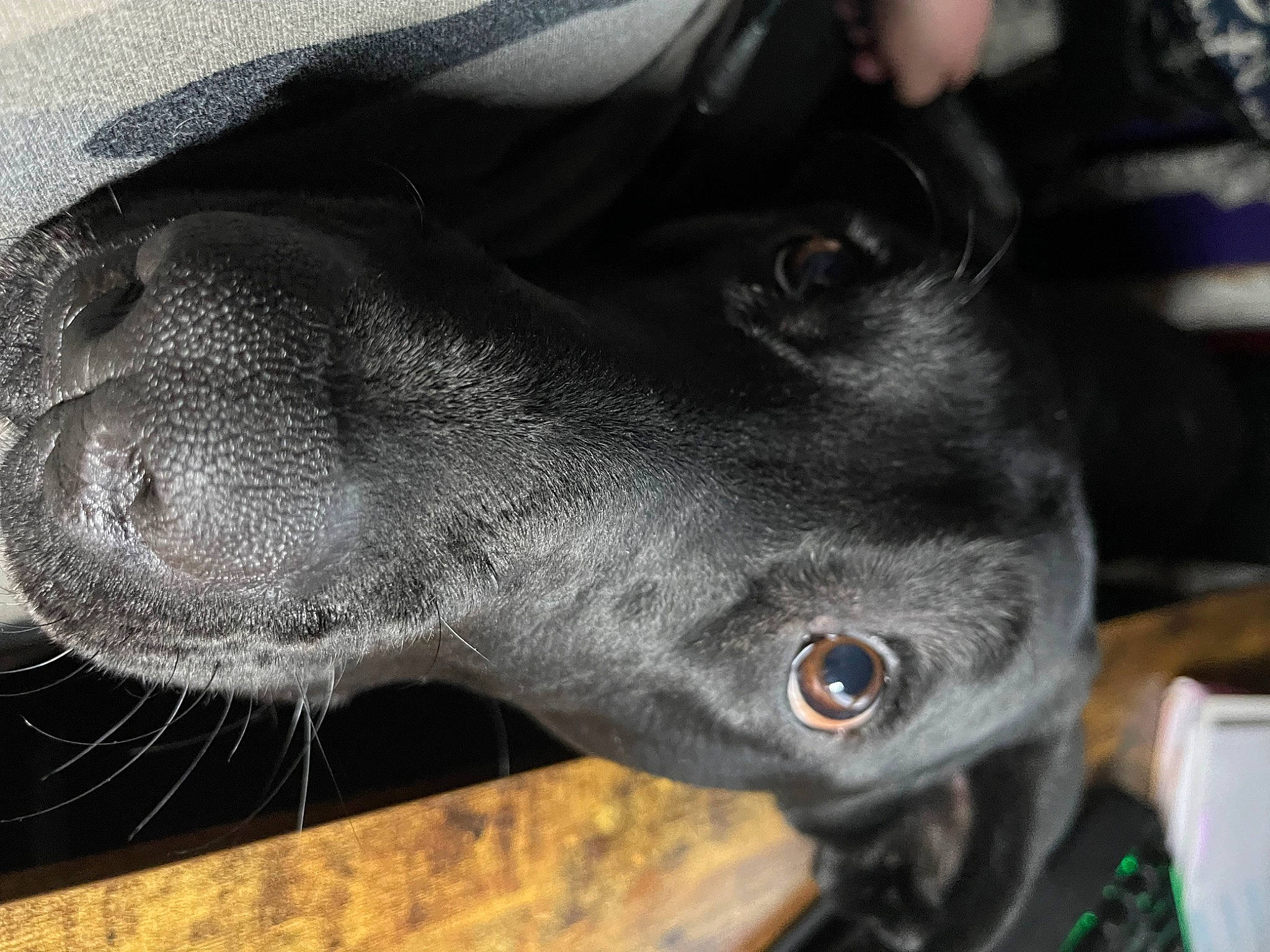 Jaxson joined the competition — help win amazing prizes! borador, canidae, carnivore, collar, dog, dog_breed, ear, fur, guard_dog, jaw, non_sporting_group, pet_supply, snout, sporting_group, terrestrial_animal, whiskers, working_animal