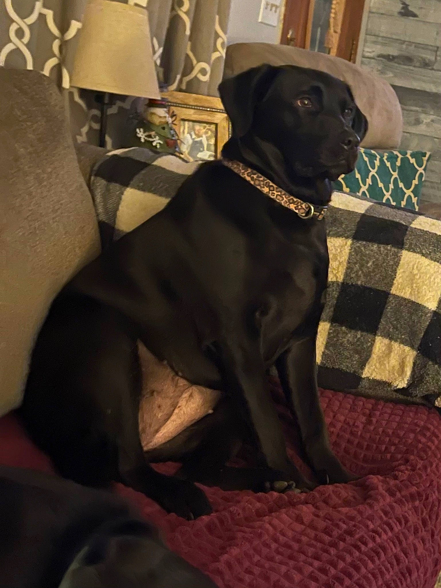 Jolene joined the competition — help win amazing prizes! borador, canidae, carnivore, collar, comfort, companion_dog, dog, dog_breed, dog_collar, dog_supply, fawn, fur, gun_dog, liver, snout, sporting_group, suit, terrestrial_animal, whiskers, working_animal