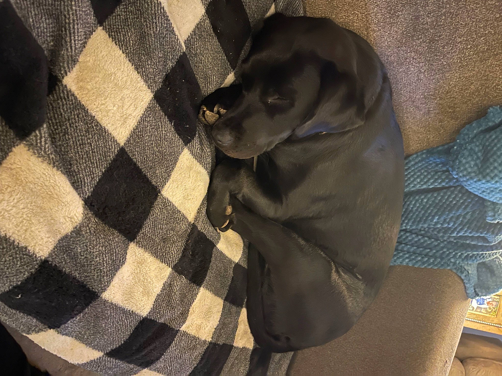 Jolene is registered to the contest to win money with this photo: canidae, carnivore, comfort, companion_dog, dog, dog_breed, dog_supply, fawn, flooring, fur, grey, liver, pattern, pet_supply, plaid, snout, sporting_group, tartan, wood, working_animal