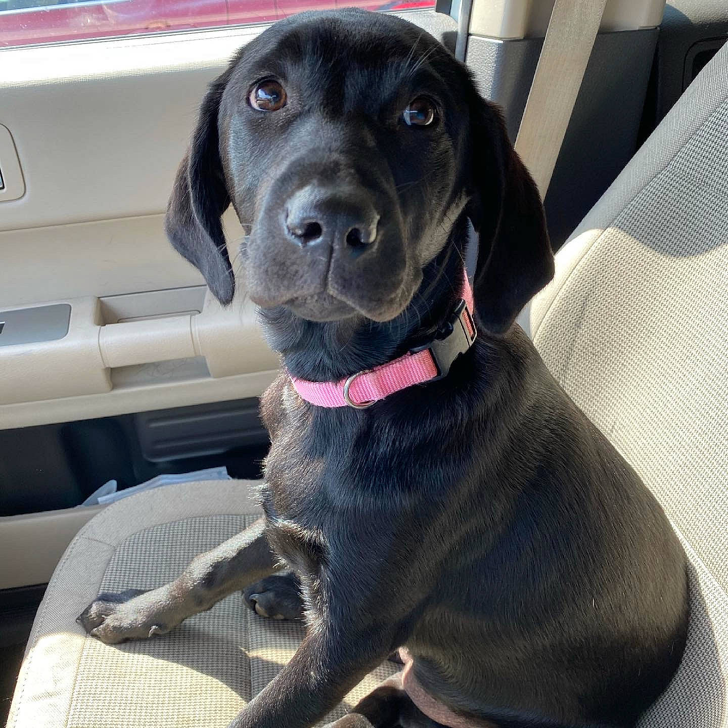 Jolene is registered to the contest to win money with this photo: auto_part, borador, canidae, carnivore, collar, companion_dog, dog, dog_breed, dog_collar, dog_supply, fawn, gun_dog, hunting_dog, liver, pet_supply, snout, sporting_group, vehicle, whiskers, working_animal