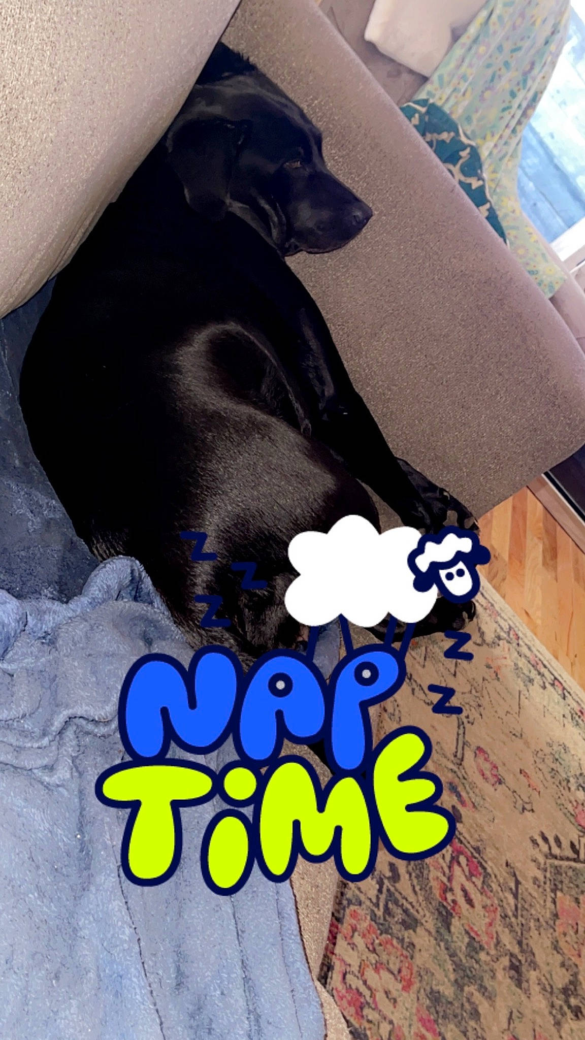 Jolene joined the competition — help win amazing prizes! carnivore, comfort, companion_dog, dog, dog_breed, dog_supply, electric_blue, font, fur, graphic_design, guard_dog, linens, pattern, paw, sleeve, snout, t_shirt, tail, top, working_animal