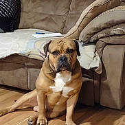 Champ is registered to the contest to win money with this photo: dog, boxer_dog, pet, sitting, indoors, living_room, couch, sofa, pillows, blanket, hardwood_floor, brown_fur, white_chest, black_muzzle, floppy_ears, front_facing, portrait, serious_expression, home, furniture