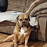 dog, boxer_dog, pet, sitting, indoors, living_room, couch, sofa, pillows, blanket, hardwood_floor, brown_fur, white_chest, black_muzzle, floppy_ears, front_facing, portrait, serious_expression, home, furniture