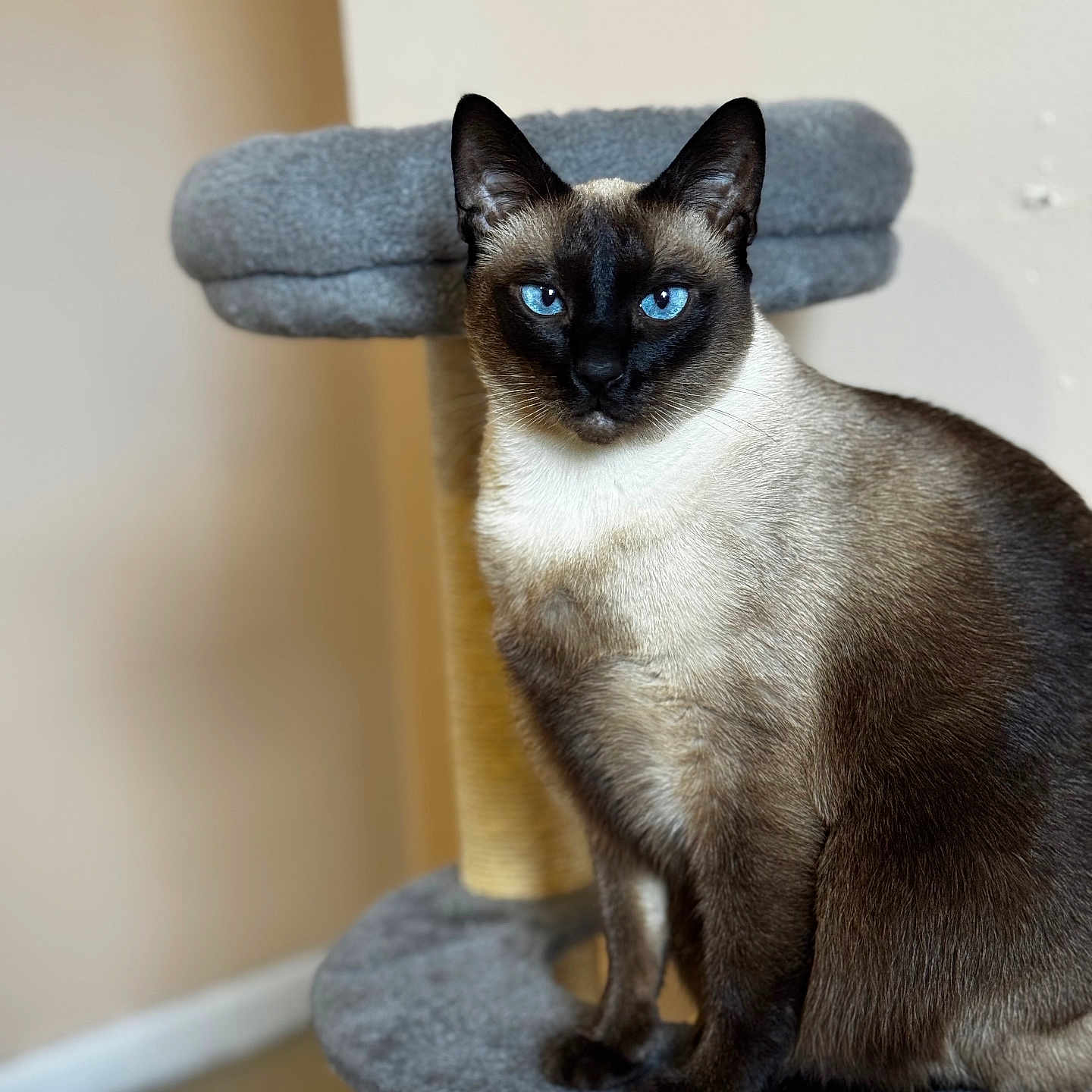 Devi is registered to the contest to win money with this photo: animal, blue_eyes, calm, cat, cat_tree, cute, domestic_cat, ears, feline, fur, furniture, gray, house, indoor, looking, pet, portrait, siamese_cat, sitting, whiskers