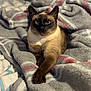 animal, bed, blanket, blue_eyes, cat, cozy, cute, feline, fur, home, indoor, mammal, paw, pet, portrait, relaxed, resting, siamese_cat, soft, striped