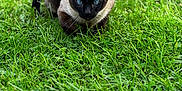 Devi joined the competition — help win amazing prizes! alert, animal, blue_eyes, cat, closeup, crouching, daylight, eyes, feline, field, fur, grass, greenery, mammal, nature, outdoor, pet, predator_pose, siamese_cat, whiskers