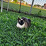 animal, blue_eyes, cat, chair, daylight, domestic_animal, fence, field, fur, grass, greenery, mammal, nature, outdoor, pet, resting, siamese_cat, summer, sunlight, whiskers
