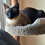 Devi is registered to the contest to win money with this photo: animal, beige, cat, closeup, cozy, ears, feline, furniture, home, indoor, natural_light, perch, pet, portrait, relaxing, resting, siamese_cat, soft_texture, whiskers, window_light