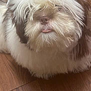 Zeus is registered to the contest to win money with this photo: dog, fluffy, shaggy_coat, tongue_out, pet, indoor, wooden_floor, cute, animal, mammal, fur, laying_down, close_up, brown, white, adorable, face, nose, hair_covered_eyes, domestic_animal