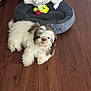 puppy, dog, pet_bed, toy, plush_toy, wooden_floor, indoor, white_dog, brown_dog, fluffy, laying_down, flooring, cozy, cute, animal, companion, relaxing, domestic, playful, home