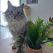 Simba participe au concours pour gagner de l'argent avec cette photo : animal, basket, cat, cookware, face, fern, flower, flowerarrangement, hardwood, head, kitten, leaf, manx, person, pet, plant, plywood, pot, pottedplant, wood