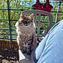 Simba participe au concours pour gagner de l'argent avec cette photo : adult, animal, backyard, cat, chair, furniture, grass, jar, kitten, male, man, nature, outdoors, person, pet, plant, planter, pottedplant, pottery, vase