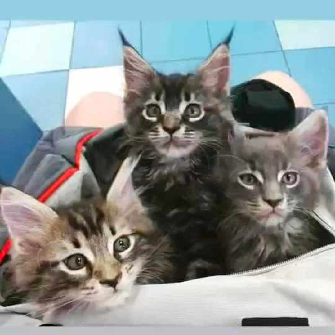 Rosalie participe au concours pour gagner de l'argent avec cette photo : abyssinian, angora, animal, art, blanket, brasssection, cat, couch, cushion, egyptiancat, furniture, gray, homedecor, horn, kitten, manx, musicalinstrument, ocelot, pet, siamese