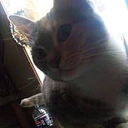 Kiki is registered to the contest to win money with this photo: cat, close_up, indoor, pet, feline, curious, bottle, furniture, blur, dim_light, whiskers, paw, table, window, household, domestic, animal, tabby, curiosity, soft_light