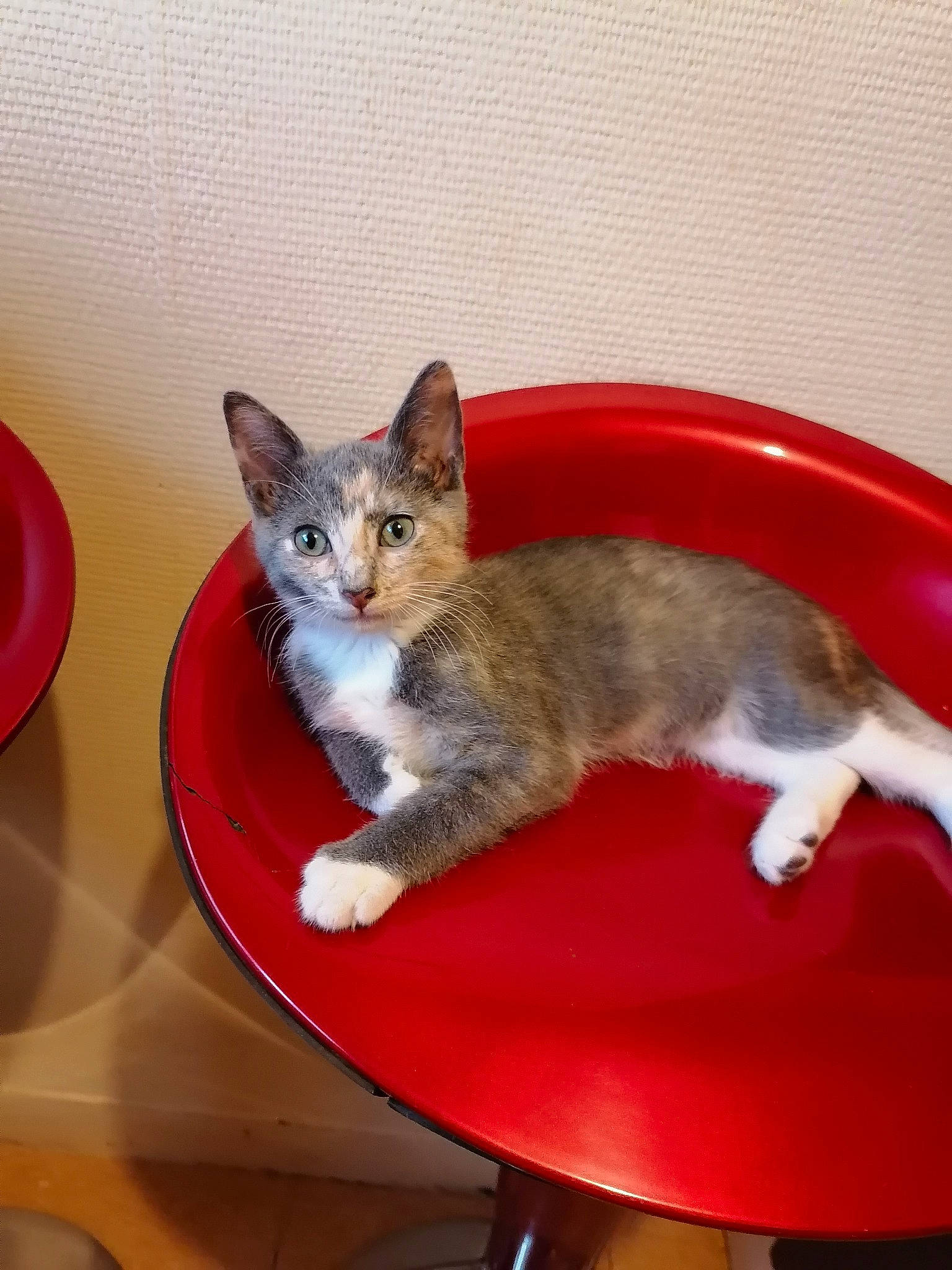 Chana participe au concours pour gagner de l'argent avec cette photo : carnivore, cat, cat_supply, comfort, couch, domestic_short_haired_cat, felidae, fur, paw, pet_supply, room, sitting, small_to_medium_sized_cats, table, tail, whiskers