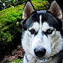 dog, husky, heterochromia, animal, pet, outdoor, forest, greenery, moss, nature, closeup, portrait, canine, fur, ears, eyes, collar, alert, wildlife, background
