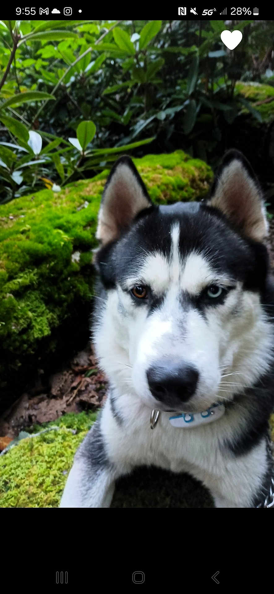 Dizzy joined the competition — help win amazing prizes! dog, husky, heterochromia, animal, pet, outdoor, forest, greenery, moss, nature, closeup, portrait, canine, fur, ears, eyes, collar, alert, wildlife, background