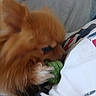 Sunnie a rejoint le concours — aidez-le/la à gagner de superbes lots ! dog, pomeranian, toy, bed, blanket, fur, pet, indoor, animal, chewing, brown, cute, small_dog, closeup, paw, playing, relaxed, cozy, resting, domestic