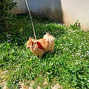 Sunnie a rejoint le concours — aidez-le/la à gagner de superbes lots ! dog, small_dog, fluffy, red_harness, grass, flowers, greenery, outdoor, sunlight, shadow, nature, leash, pet, garden, wall, daylight, plants, canine, walking, spring