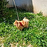 canine, daylight, dog, flowers, fluffy, garden, grass, greenery, leash, nature, outdoor, pet, plants, red_harness, shadow, small_dog, spring, sunlight, walking, wall
