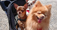 Sunnie participe au concours pour gagner de l'argent avec cette photo : dog, pomeranian, chihuahua, pet_stroller, outdoor, sunny, tongue_out, fluffy, small_dog, gravel, road, leash, canine, three_dogs, animal, cute, pet, daylight, walk, pets