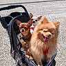 animal, canine, chihuahua, cute, daylight, dog, fluffy, gravel, leash, outdoor, pet, pet_stroller, pets, pomeranian, road, small_dog, sunny, three_dogs, tongue_out, walk