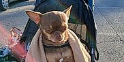 Tchoupi participe au concours pour gagner de l'argent avec cette photo : dog, chihuahua, blanket, stroller, outdoor, market, sunlight, lens_flare, car, people, asphalt, trees, vehicle, shopping, casual_clothing, leash, daytime, pet, animal, small_dog