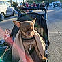 dog, chihuahua, blanket, stroller, outdoor, market, sunlight, lens_flare, car, people, asphalt, trees, vehicle, shopping, casual_clothing, leash, daytime, pet, animal, small_dog