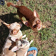 Tchoupi participe au concours pour gagner de l'argent avec cette photo : dog, chihuahua, small_dog, outdoor, grass, sunlight, pet, animal, foot, sandal, brown_dog, white_dog, tan_dog, canine, three_dogs, shadows, nature, companion, cute, daylight