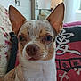 Perle participe au concours pour gagner de l'argent avec cette photo : dog, chihuahua, close_up, pet, indoors, ears, cushion, pattern, floral, face, curious, small_dog, animal, fur, nose, whiskers, background, home, cozy, portrait