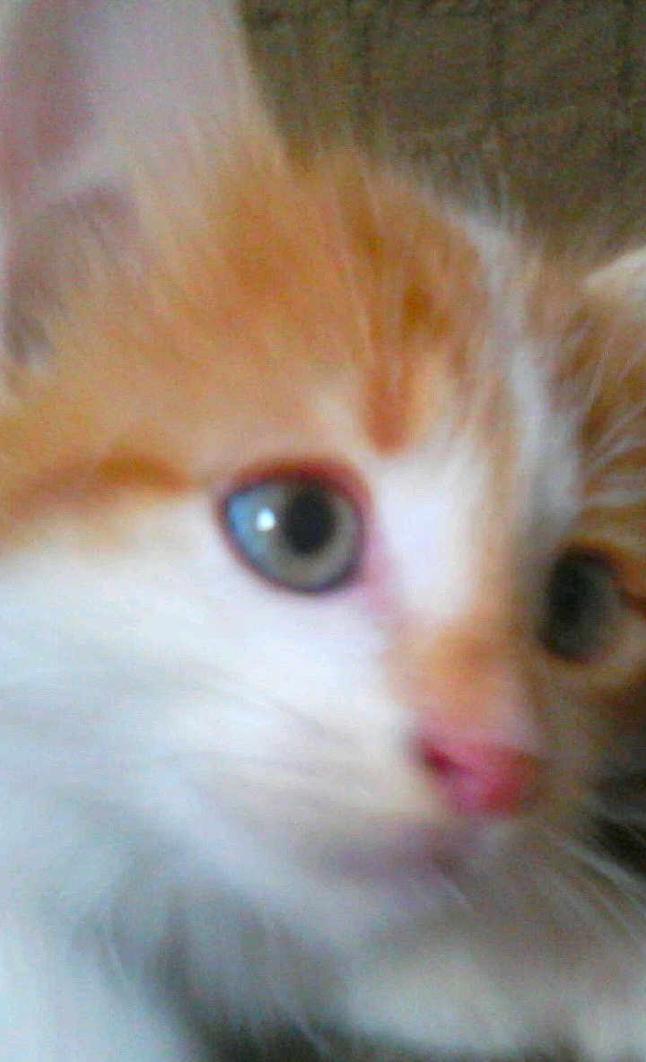 Chouchou