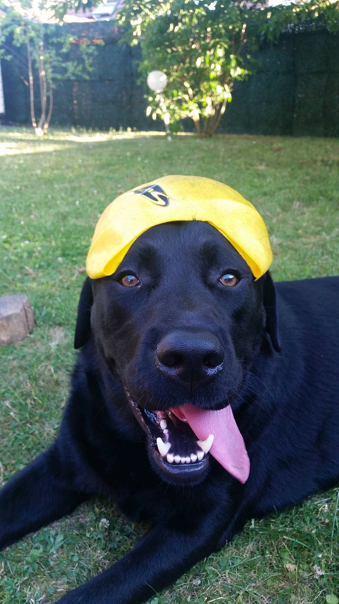 Larson a rejoint le concours — aidez-le/la à gagner de superbes lots ! borador, canidae, carnivore, collar, companion_dog, dog, dog_breed, dog_collar, grass, gun_dog, hat, labrador_retriever, personal_protective_equipment, plant, retriever, snout, sporting_group, tree, whiskers, working_animal