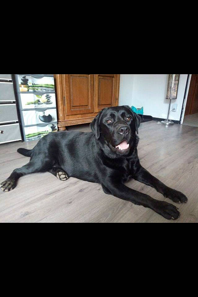 Larson participe au concours pour gagner de l'argent avec cette photo : borador, canidae, carnivore, companion_dog, dog, dog_breed, door, flooring, fur, guard_dog, gun_dog, labrador_retriever, metal, personal_protective_equipment, plant, retriever, sporting_group, whiskers, window, working_animal