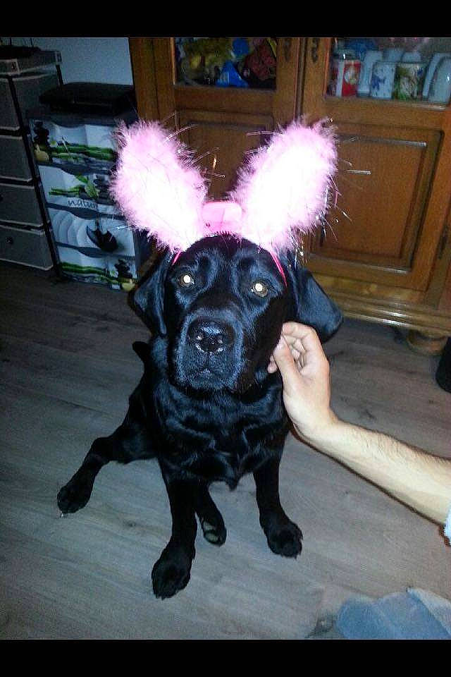 Larson a rejoint le concours — aidez-le/la à gagner de superbes lots ! cabinetry, canidae, carnivore, companion_dog, costume, dog, dog_breed, fawn, flooring, fur, hardwood, magenta, purple, snout, sporting_group, tail, toy_dog, watch, wood, working_animal