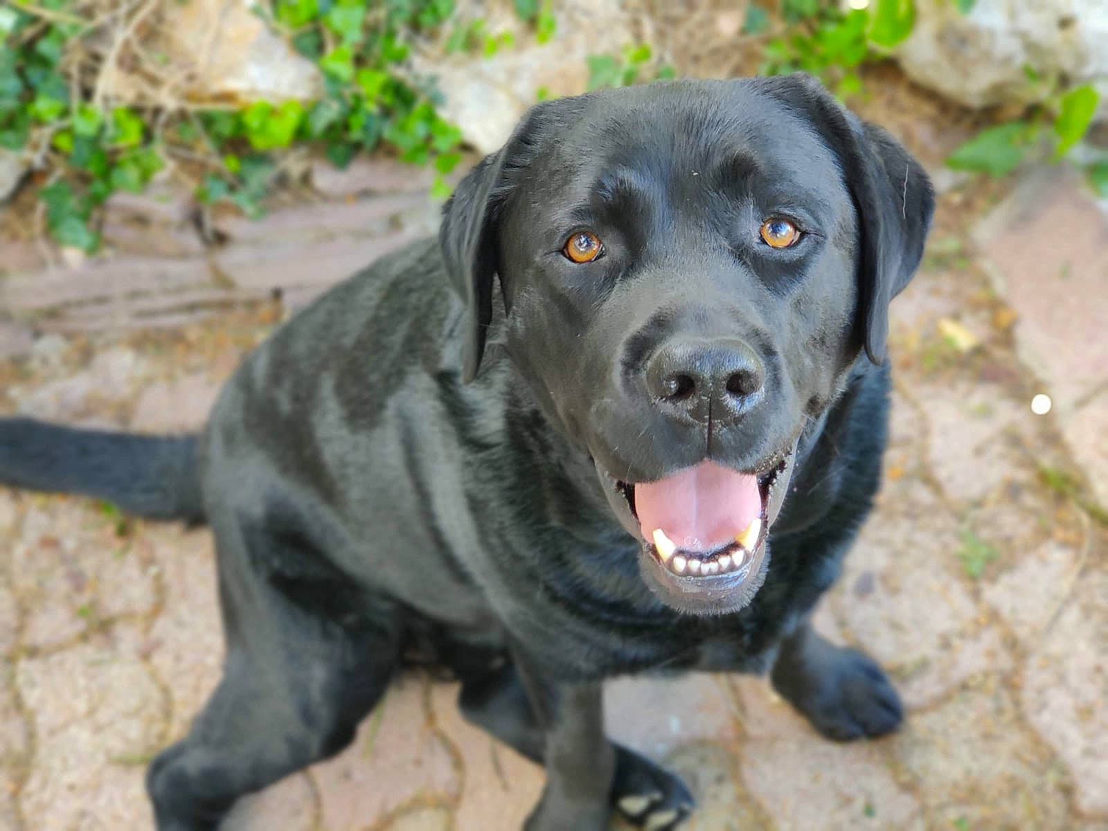 Larson participe au concours pour gagner de l'argent avec cette photo : borador, canidae, carnivore, collar, companion_dog, dog, dog_breed, dog_collar, fawn, grass, gun_dog, plant, retriever, snout, sporting_group, tail, terrestrial_animal, whiskers, working_animal, working_dog